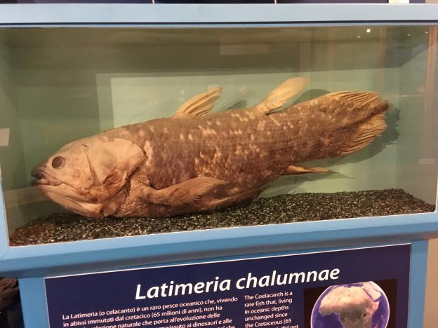 The coelocanth, Latimeria chalumane, at Trieste's Natural History Museum.